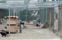 Il ricovero per gatti e cani alla Frazione Medaglia &egrave; da chiudere. Dopo il Tar arriva l&rsquo;ordinanza