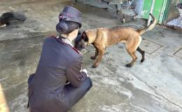 Vigevano: 25enne fermato con la droga. Durante la perquisizione i carabinieri trovano un cane denutrito e in stato di abbandono