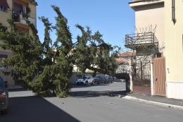 Lomellina: vento forte, alberi e tegole cadute. A Vigevano chiusi parchi e cimiteri in via precauzionale