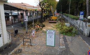 Mercato Coperto, iniziato l'abbattimento dei tigli