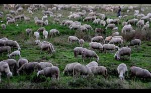 Vigevano: un gregge di pecore nei campi della frazione Sforzesca