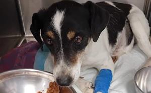 Cagnolina malata scaricata in strada viene salvata da un gruppo di passanti