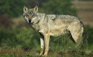 Avvistamenti di lupi in Lombardia, la Regione richiama alle regole: &laquo;Segnalazioni corrette e niente allarmismi&raquo;