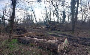 Isola dell'Ochetta, un bosco cancellato