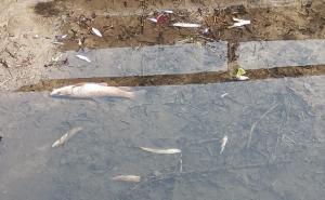 Gambol&ograve;, strage di pesci nel canale