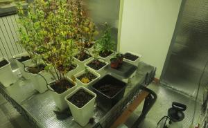 Arrivano per un furto e scoprono la serra di marijuana del vicino di casa