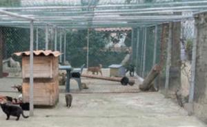 Il ricovero per gatti e cani alla Frazione Medaglia &egrave; da chiudere. Dopo il Tar arriva l&rsquo;ordinanza