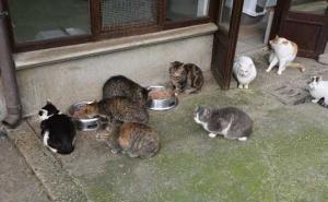 Ordinanza di sgombero per Mici-Amici dalla Medaglia. Maiocchi: &laquo;Non sappiamo dove andare&raquo;