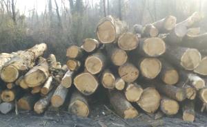 &laquo;Tagliati alberi vivi&raquo;, altra polemica sui lavori nei boschi del Ticino