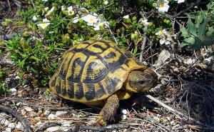 Tredici tartarughe di terra sono state abbandonate nelle campagne di Cassolnovo