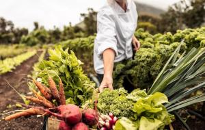 Sistemi agroalimentari: come i "costi nascosti" minacciano salute e ambiente