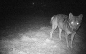 Il lupo non deve far paura: gli accorgimenti per stare tranquilli