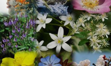 Il benessere che parte dalle nostre radici