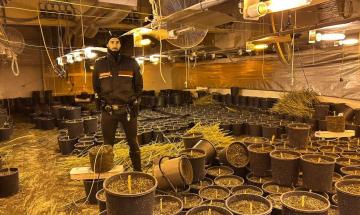 Scoperta una coltivazione illegale di marijuana all’interno di un capannone abbandonato dell'Oltrepò Pavese