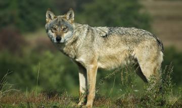 Avvistamenti di lupi in Lombardia, la Regione richiama alle regole: &laquo;Segnalazioni corrette e niente allarmismi&raquo;