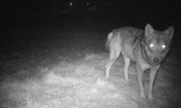 Il lupo non deve far paura: gli accorgimenti per stare tranquilli