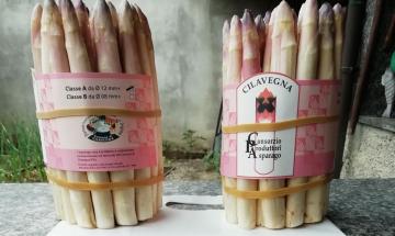 Sagra dell'asparago di Cilavegna, fondi dalla Regione. Pubblicato l&rsquo;avviso per affidare l&rsquo;organizzazione dell&rsquo;evento