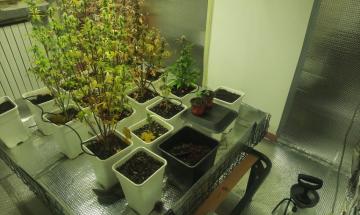 Arrivano per un furto e scoprono la serra di marijuana del vicino di casa