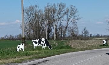 Gravellona, il borgo d&rsquo;arte si arricchisce: spunta la sagoma di un vitellino sulla strada per Cassolnovo