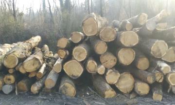 &laquo;Tagliati alberi vivi&raquo;, altra polemica sui lavori nei boschi del Ticino