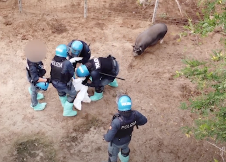 Gli attivisti ancora in campo dopo l'uccisione degli animali a Sairano. La posizione di Forza Italia