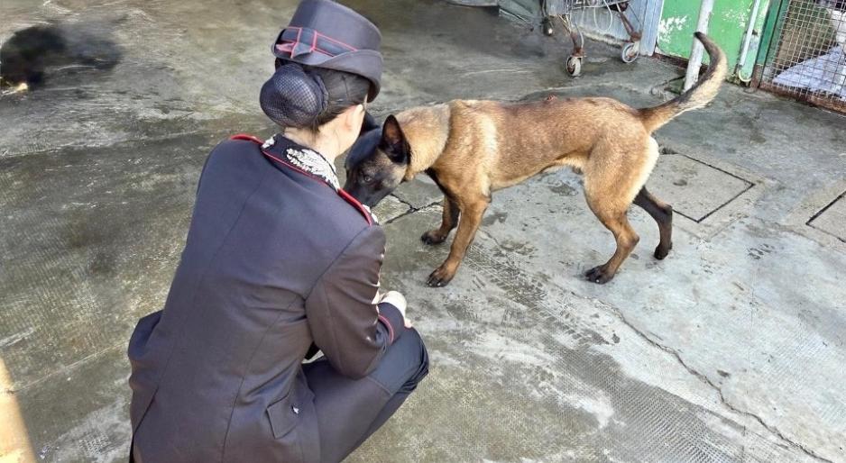 Vigevano: 25enne fermato con la droga. Durante la perquisizione i carabinieri trovano un cane malnutrito e in stato di abbandono