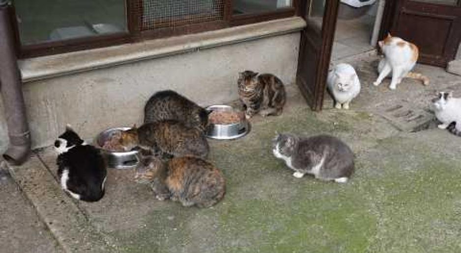 Ordinanza di sgombero per Mici-Amici dalla Medaglia. Maiocchi: &laquo;Non sappiamo dove andare&raquo;